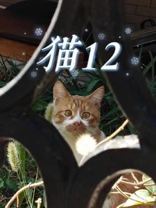 我娶了美女老板怎么办
